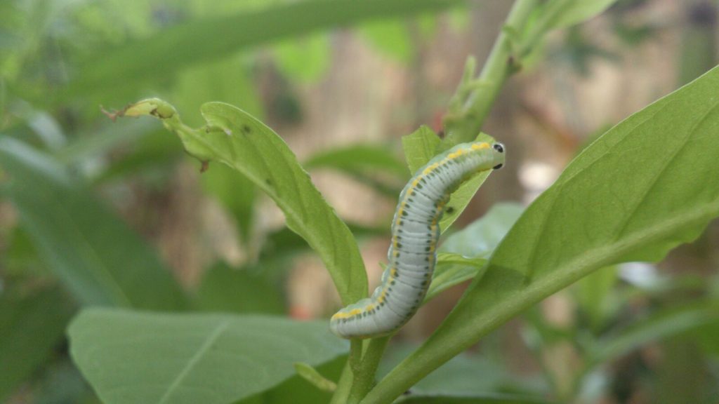 Greta oto. Oruga