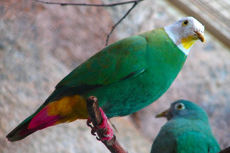 mariposario de benalmadena